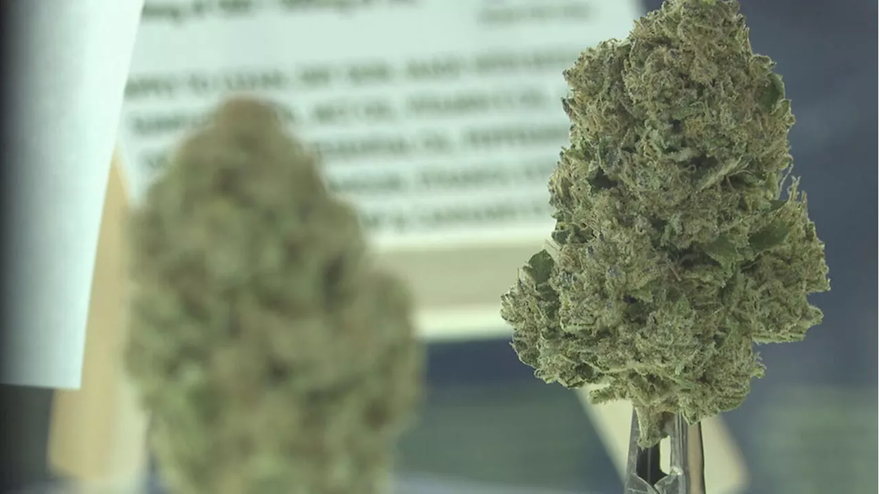 Rochester opens first state-licensed cannabis dispensary in 4/20 celebration