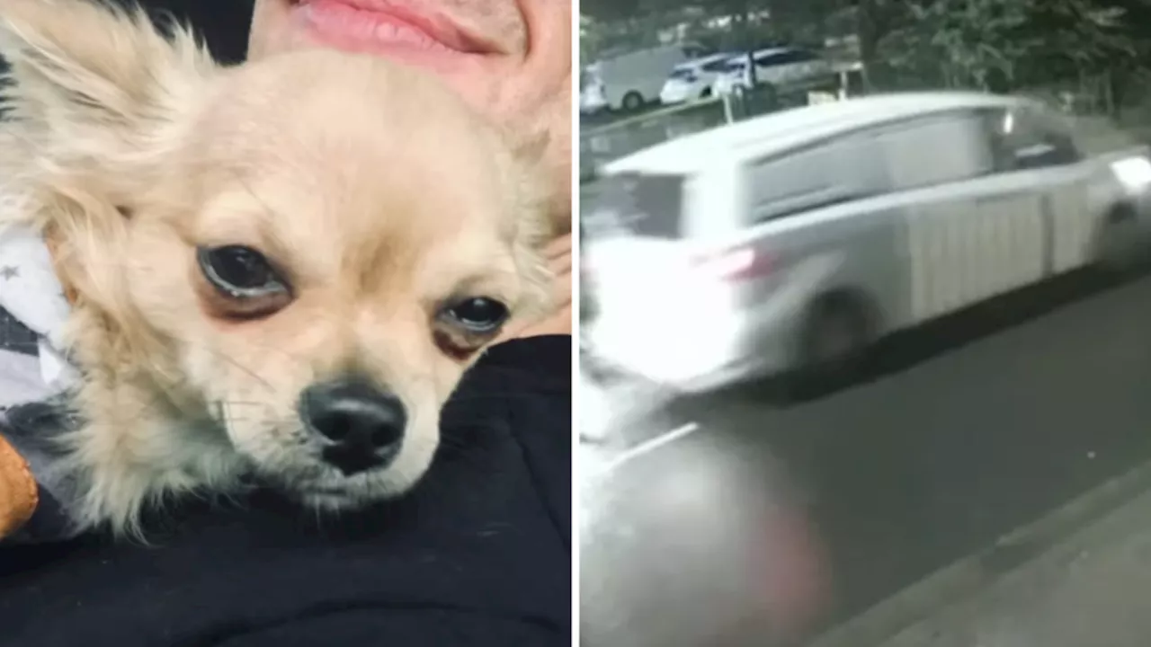 Desperate search for chihuahua missing in van stolen from South Yarra, Melbourne