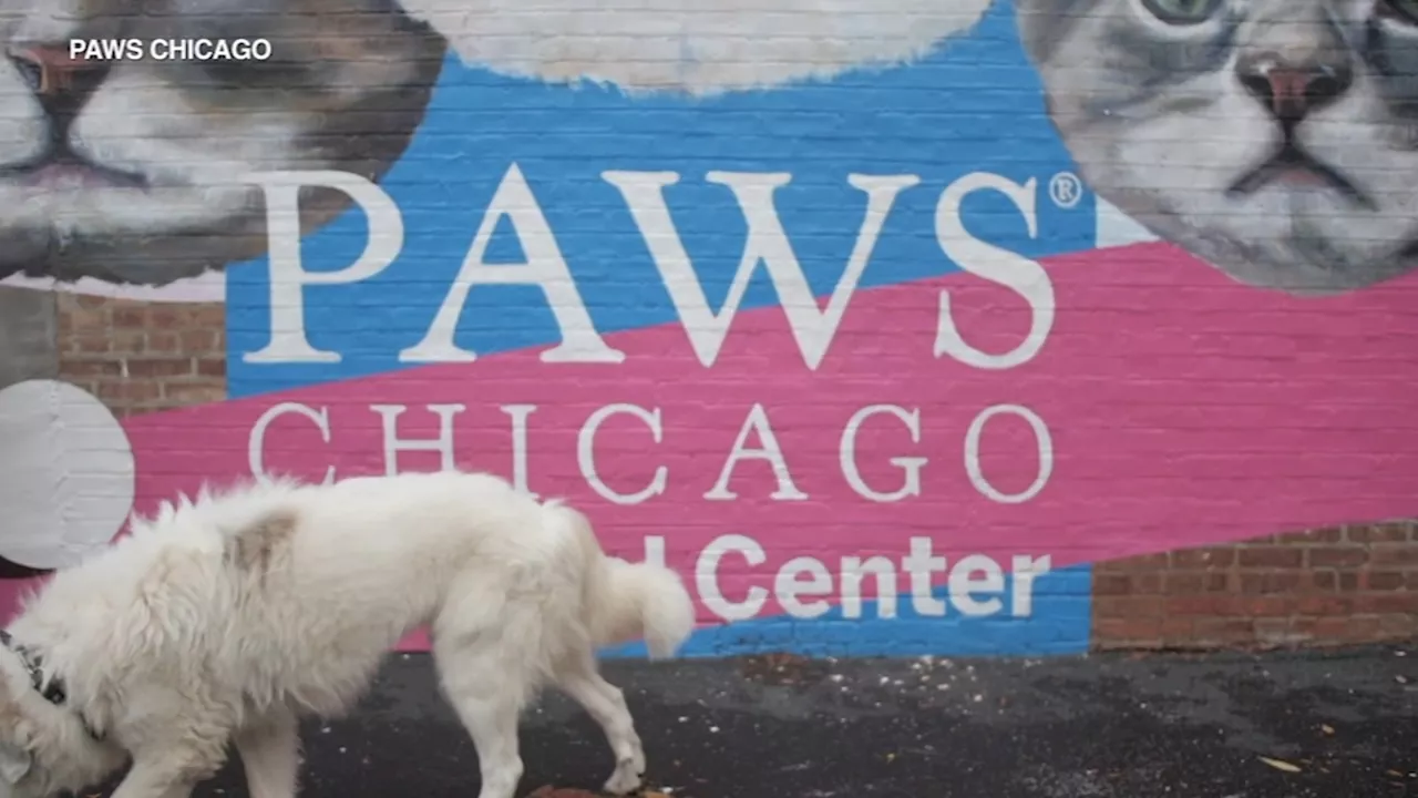 PAWS Chicago launches fund to address rise in homeless pets