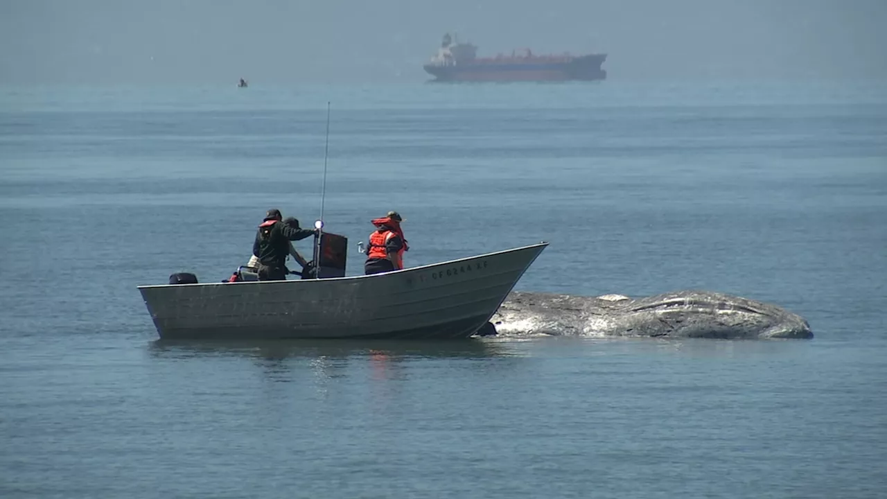 Bay Area's 1st reported dead whale of year discovered off Alameda coast