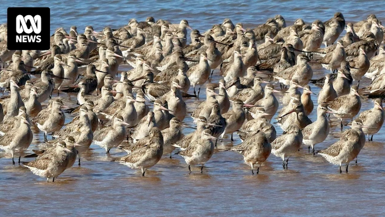 Toondah development in Queensland has been shelved, but it doesn't mean other wetlands are safe