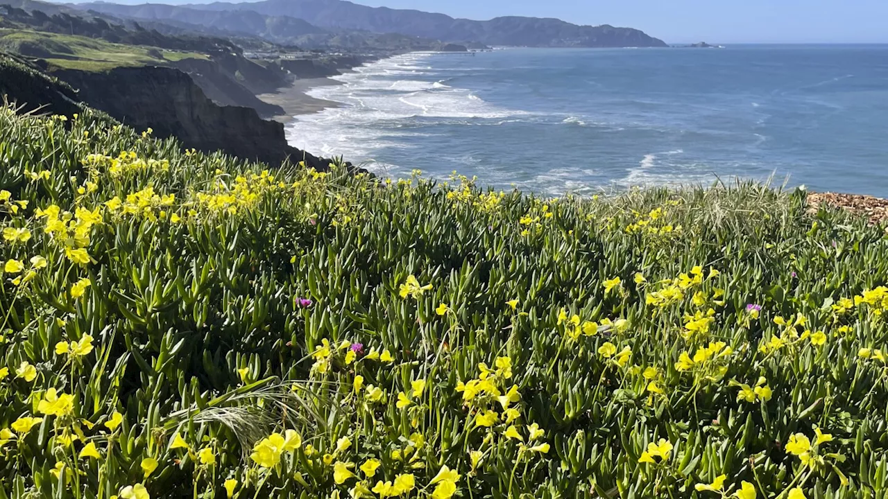 Will there be a 'superbloom' this year in California? Here's what to know