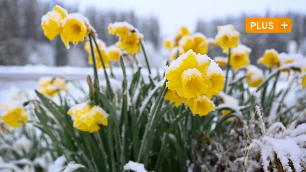 Erst Frühsommer, dann Spätwinter: Wie ungewöhnlich ist dieser April?