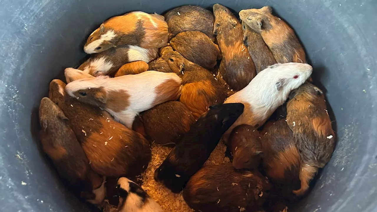 Noch mehr Schweinchen: 179 Meerschweinchen gerettet