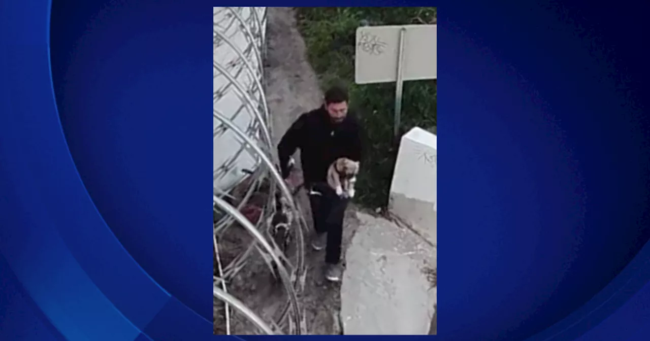 Man caught on camera brutally abusing dog in Anaheim arrested