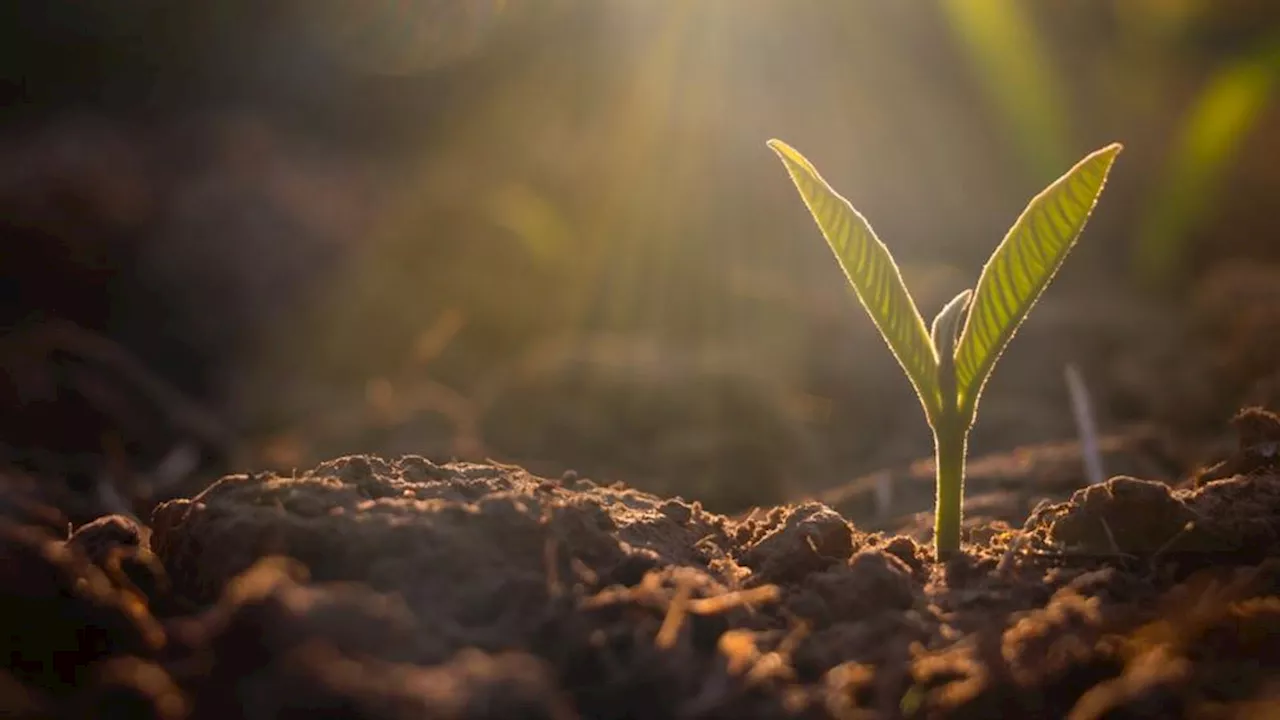 Gel : quelles vont être les nuits les plus froides et les plus risquées pour les agriculteurs ?