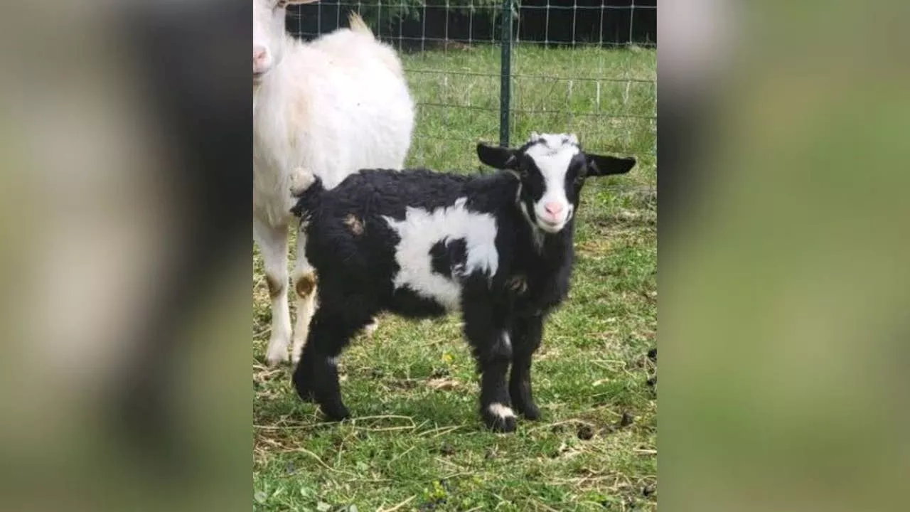 Pygmy goat goes missing from Washington Spring Fair