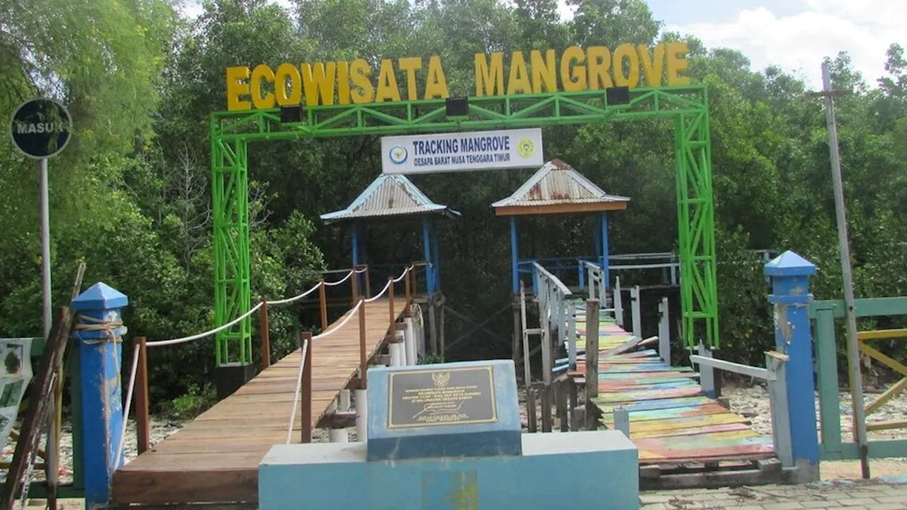 Mangrove Pantai Kupang, Dibutuhkan tetapi Dirusak