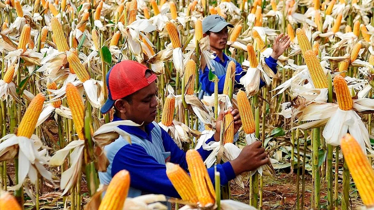 Mengendalikan Penyakit Busuk Batang pada Jagung