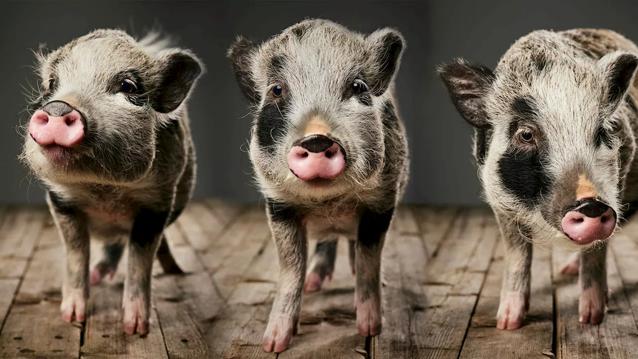 Nicht Hund, nicht Katze, sondern Schweinchen