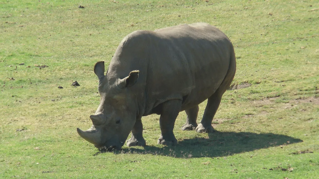 Frozen skin cells could save the Northern White Rhino, say researchers