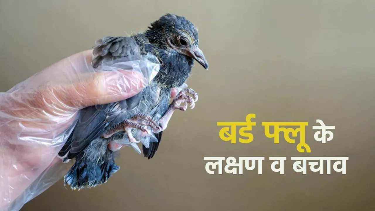 केरल में Bird Flu का प्रकोप, जानें इंसानों के लिए कितनी खतरनाक है यह बीमारी और इसके लक्षण