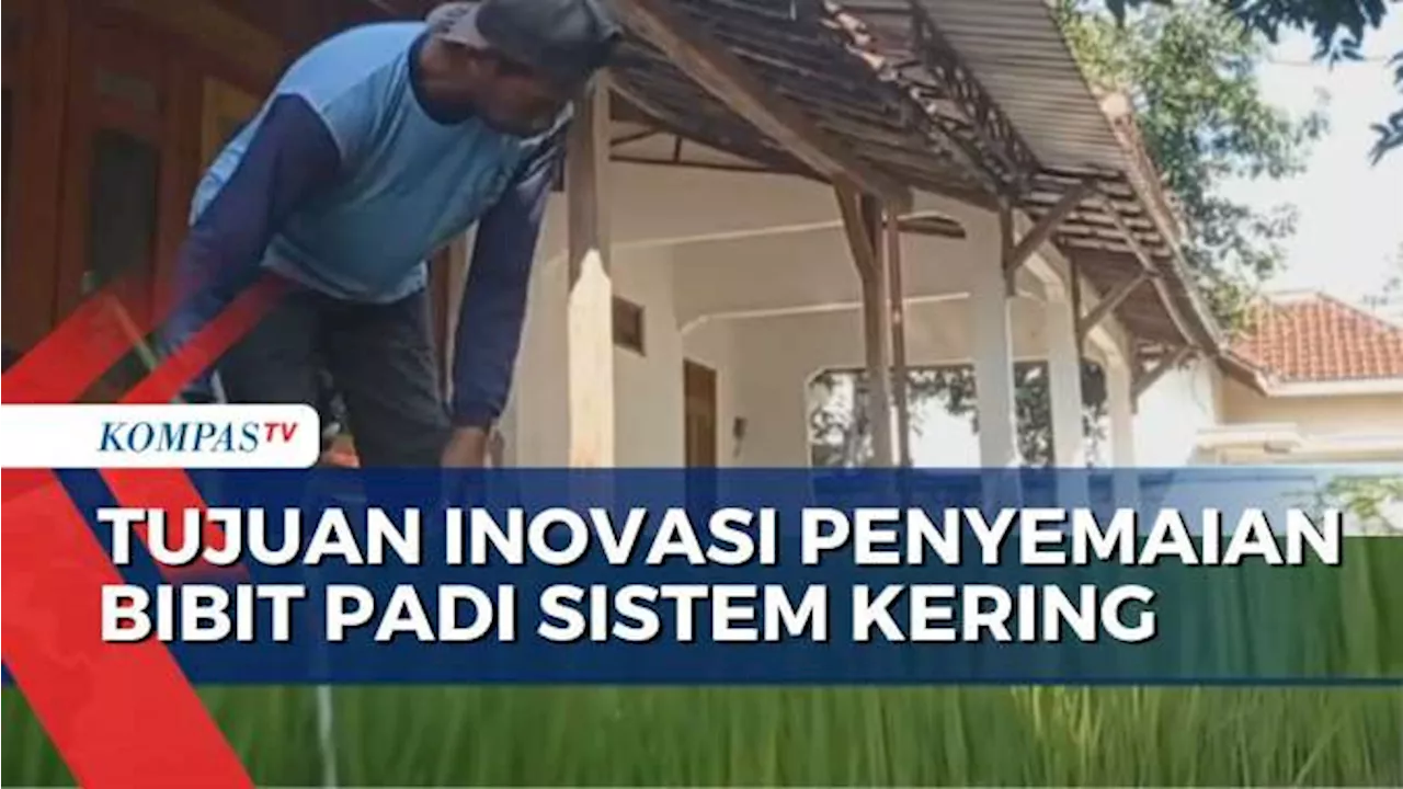 Inovasi Penyemaian Bibit Padi Sistem Kering: Lebih Praktis, Hemat Biaya, Hemat Benih, dan Tahan Hama