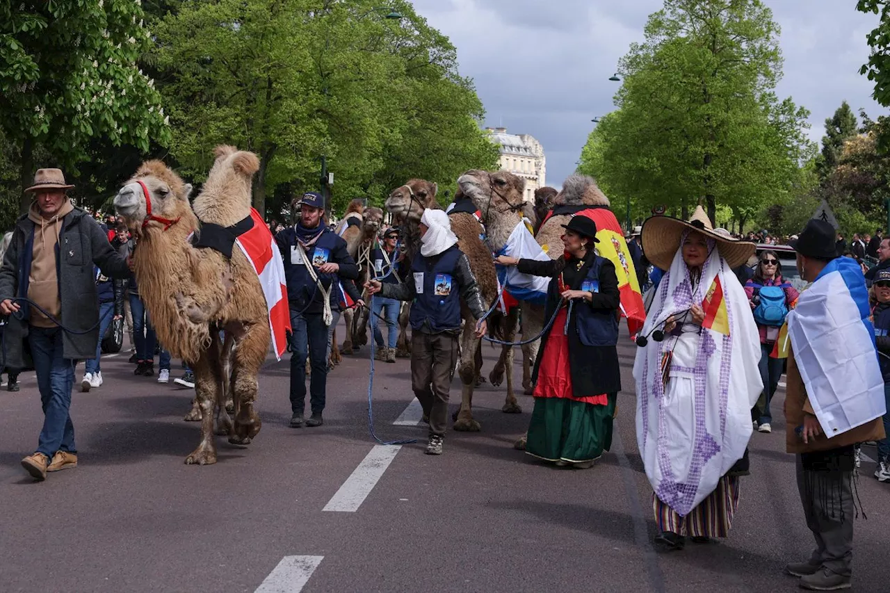 A Vincennes, chameaux, dromadaires et lamas se promènent finalement dans le bois