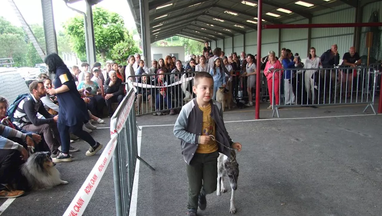 Monclar-de-Quercy. La 43e exposition canine débute ce matin