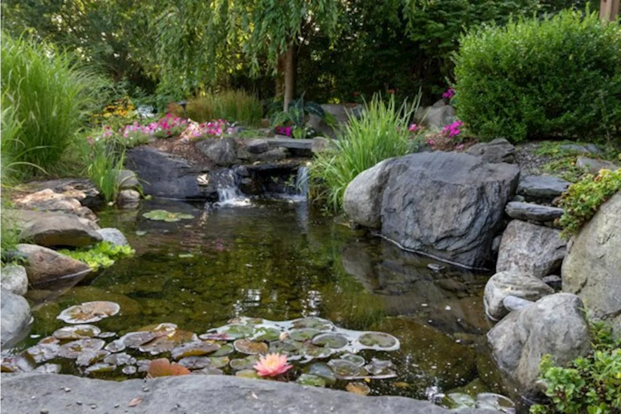 Zo leg je een prachtige vijver aan in je tuin: “Visvoer kan je zelf kweken”