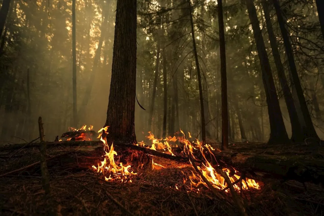 Multiple early season wildfires burning in B.C.'s Cariboo and Prince George regions