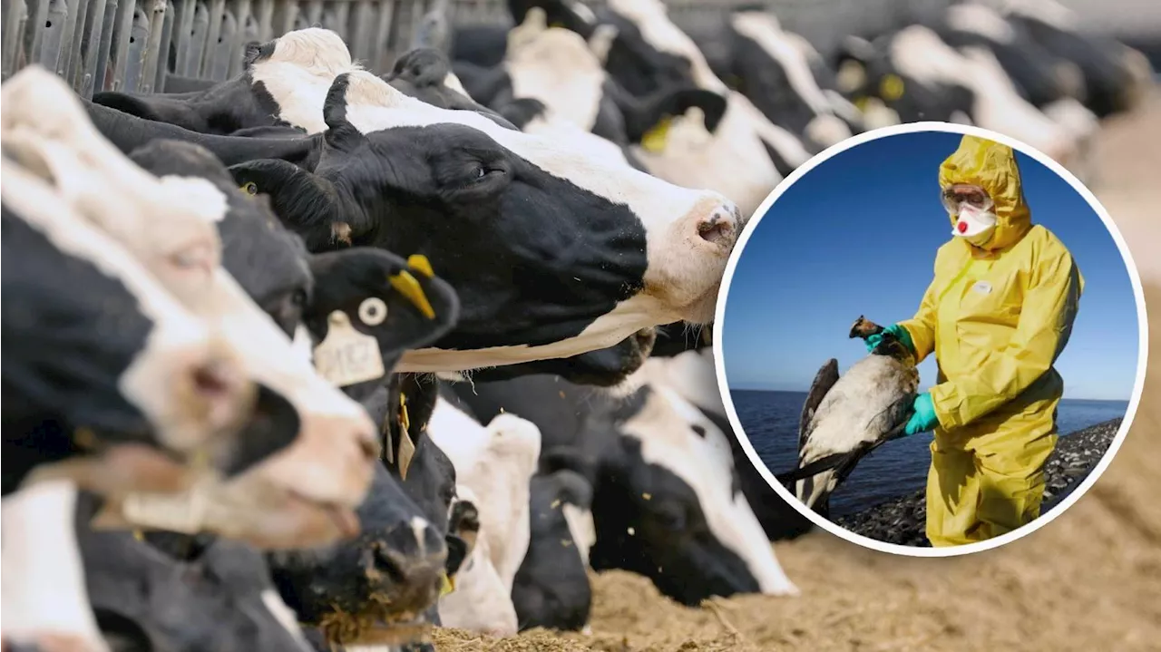 WHO warnt vor Vogelgrippe: Vorsicht vor dieser Milch - nicht länger trinken!