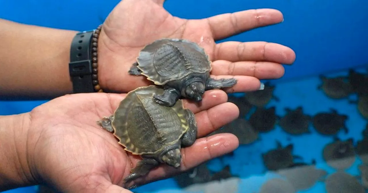 Illegally importing turtles from China lands Calgary man $35,000 fine