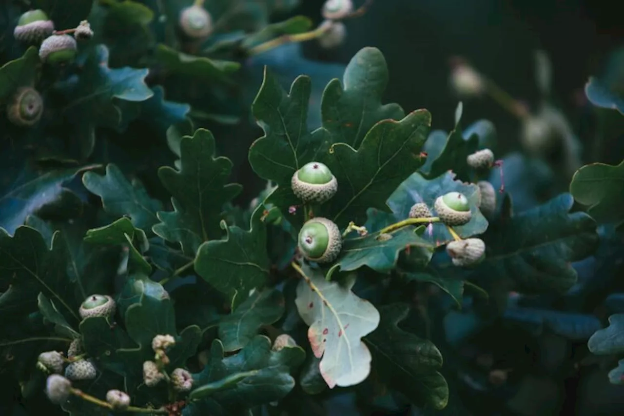 Drone cameras help scientists distinguish between drought stress & fungus in oaks