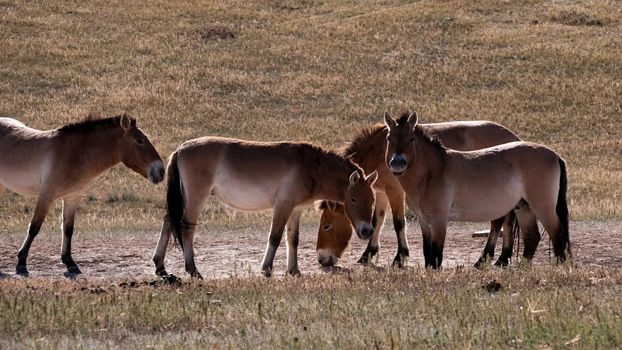 Zoos wildern Przewalski-Pferde aus