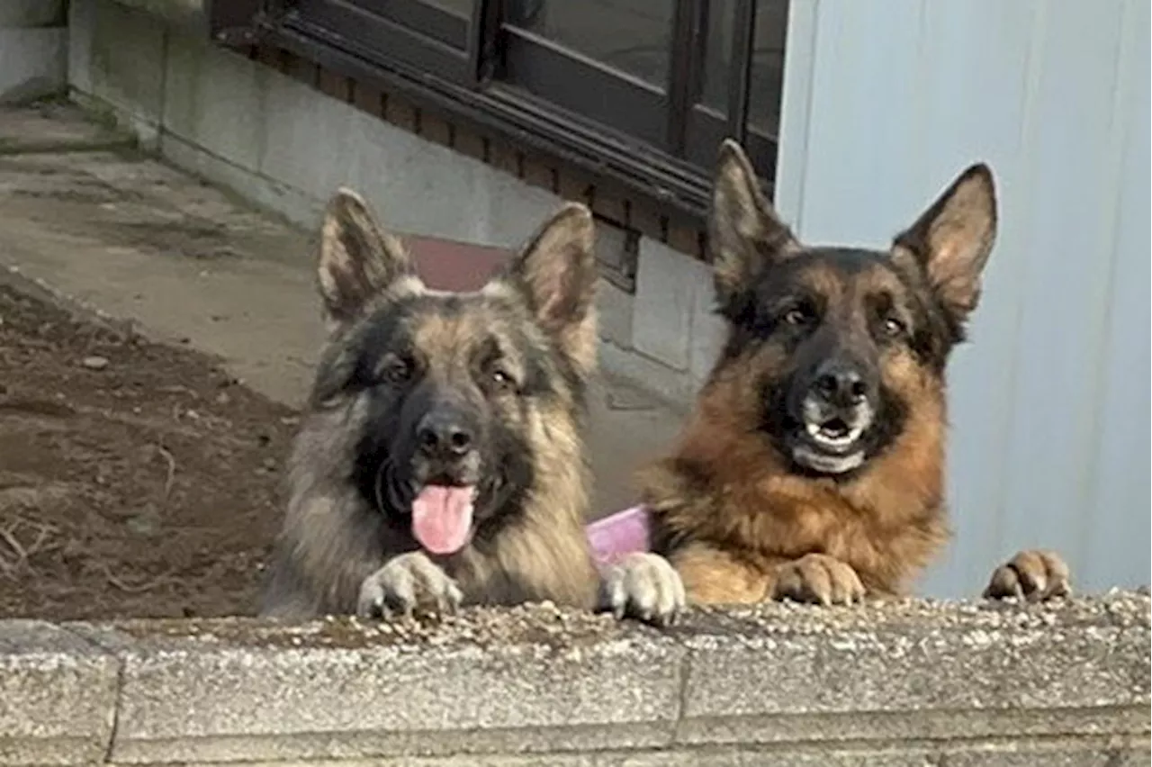 塀から顔を出すデカワンコたちご近所目線と飼い主目線で見てみたら…… 「表も裏もかわいいです」「両方ともたまらんアングル」（2024年4月21日）｜BIGLOBEニュース