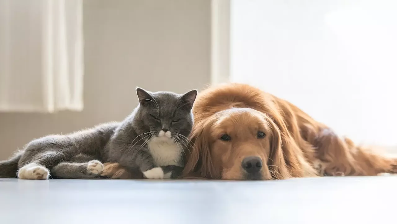 Estudo avalia como cães e gatos podem transmitir 'superbactérias' aos donos