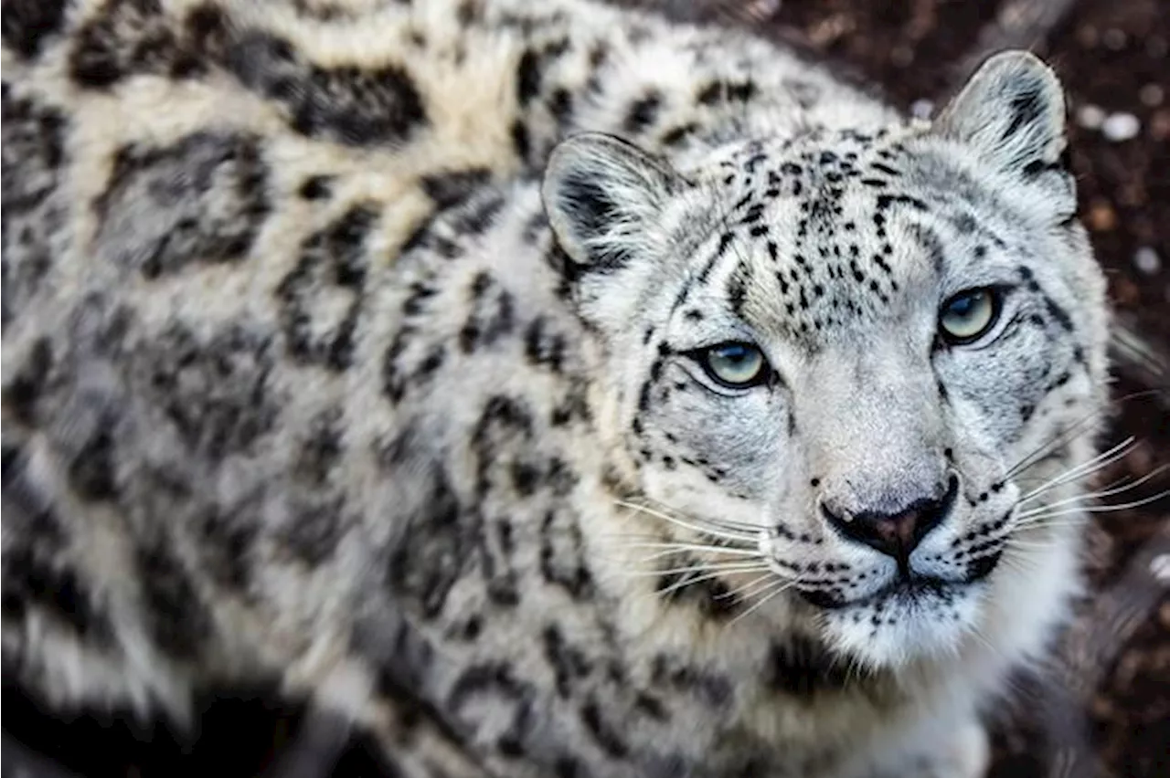 BEYOND LOCAL: Toronto Zoo says 'friendly and determined' snow leopard Jita is pregnant