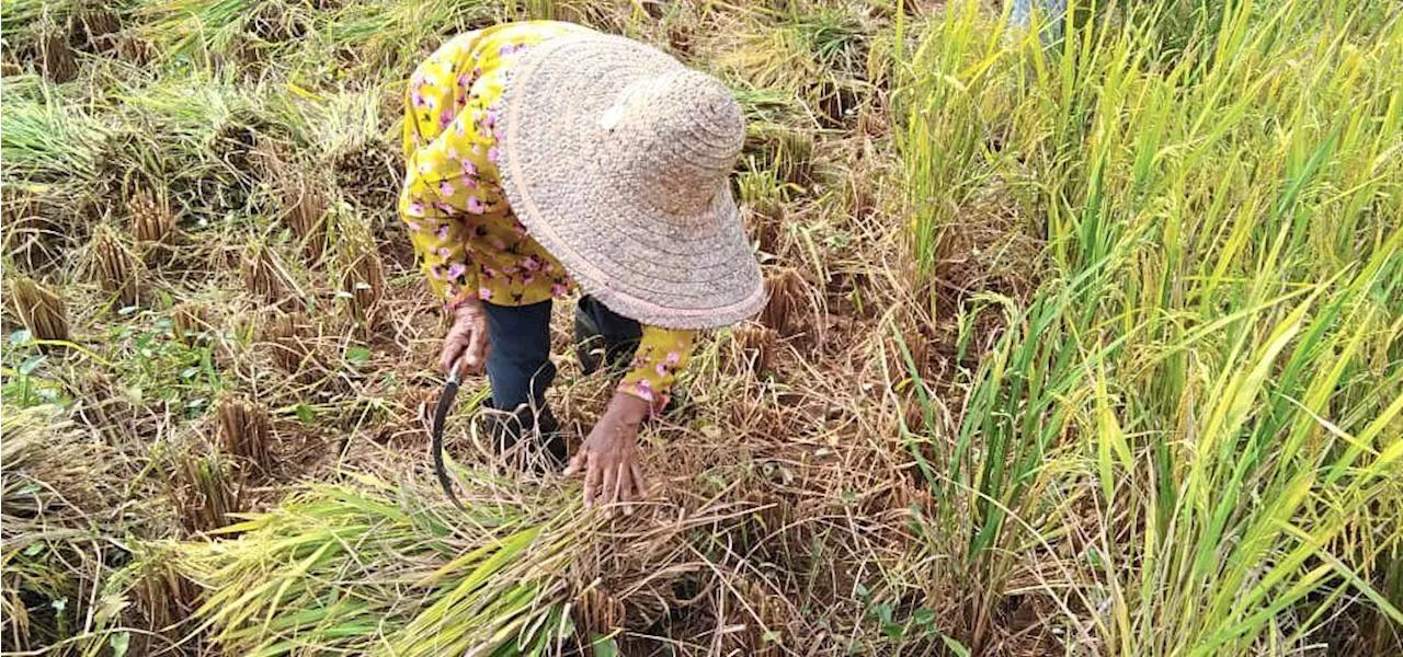 Kedah padi farmers ‘channel’ ways to battle heatwave