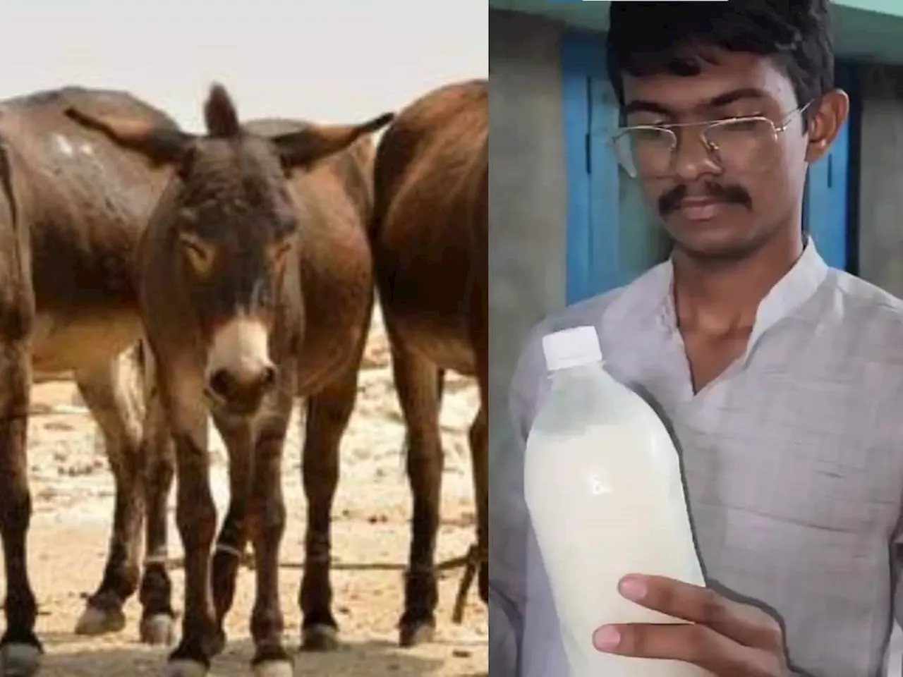 Donkey Milk: கழுதைப் பால் மூலம் கல்லா கட்டும் இளைஞர்... ஒரு மாத வருமானம் இவ்வளவா?