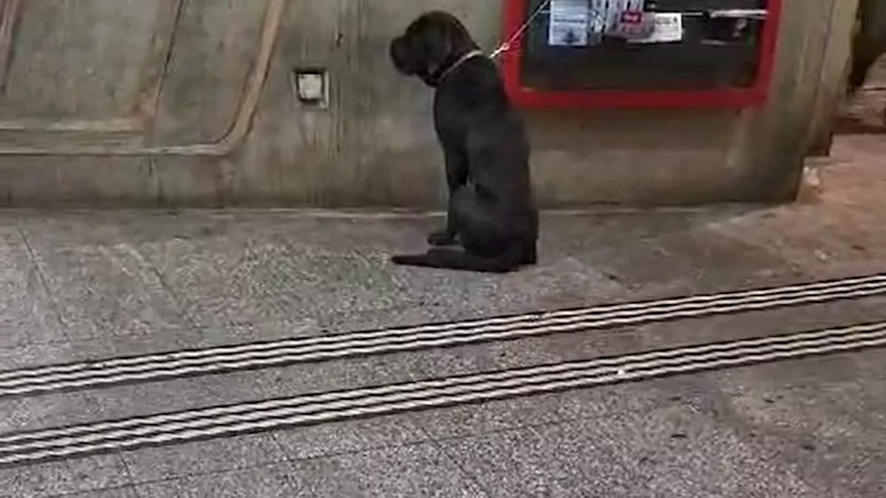 Hund beim Bahnhof Stadelhofen sorgt für Aufsehen auf Tiktok