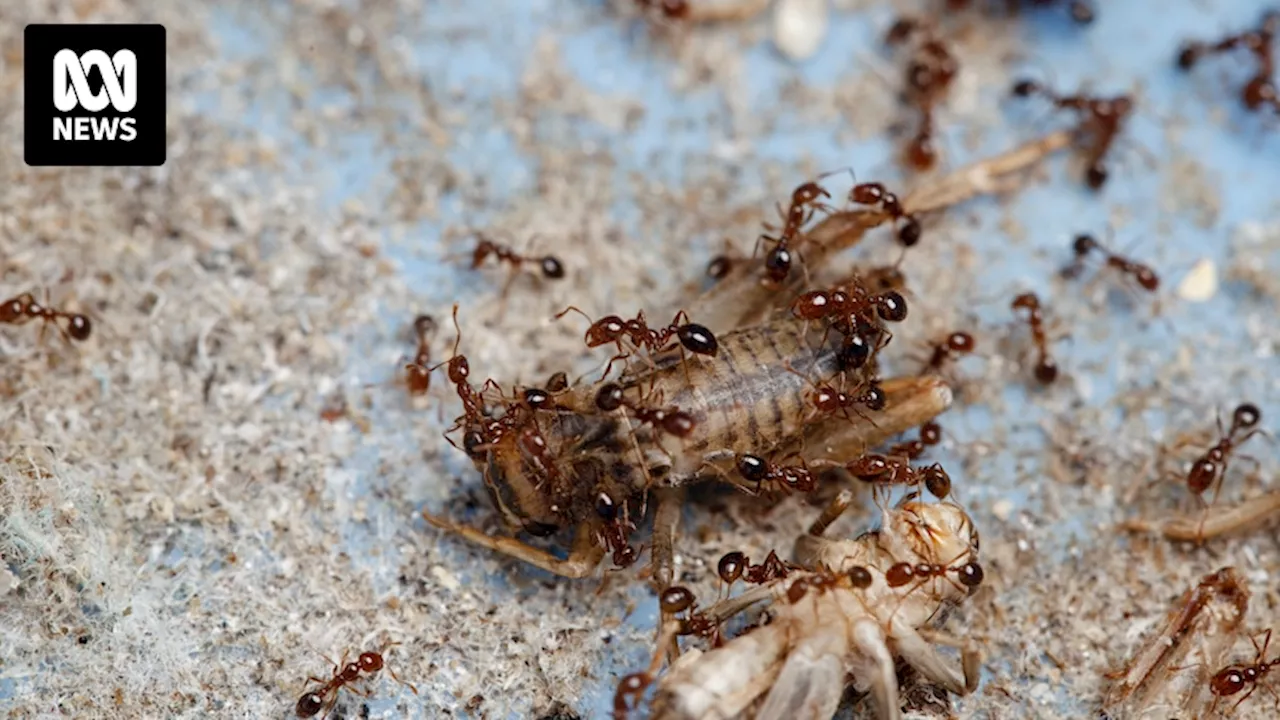 Fire ants are threatening the Aussie way of life for some families. Here's what you need to know