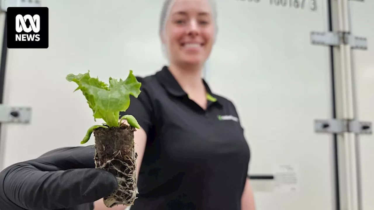 Vertical farming technology could bring indigenous plants into the mainstream