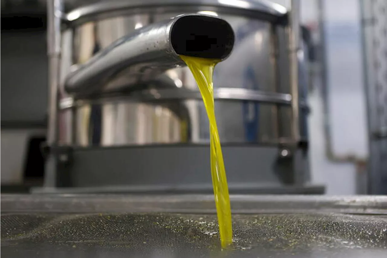 Stop ai rincari dell'olio di oliva, -1% dopo 2 anni di record