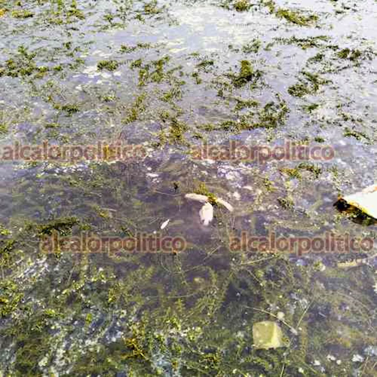 Reportan aparición de peces muertos en río Pantepec, en Álamo