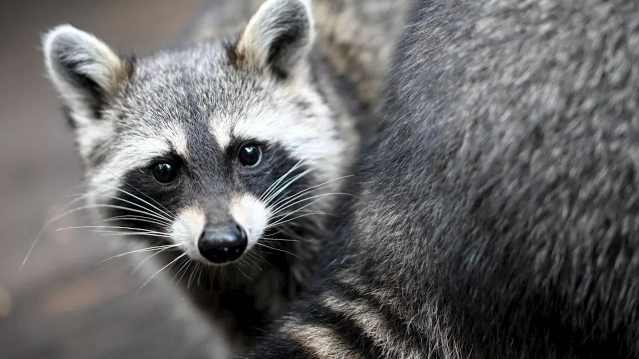 Waschbär verirrt sich in Schornstein