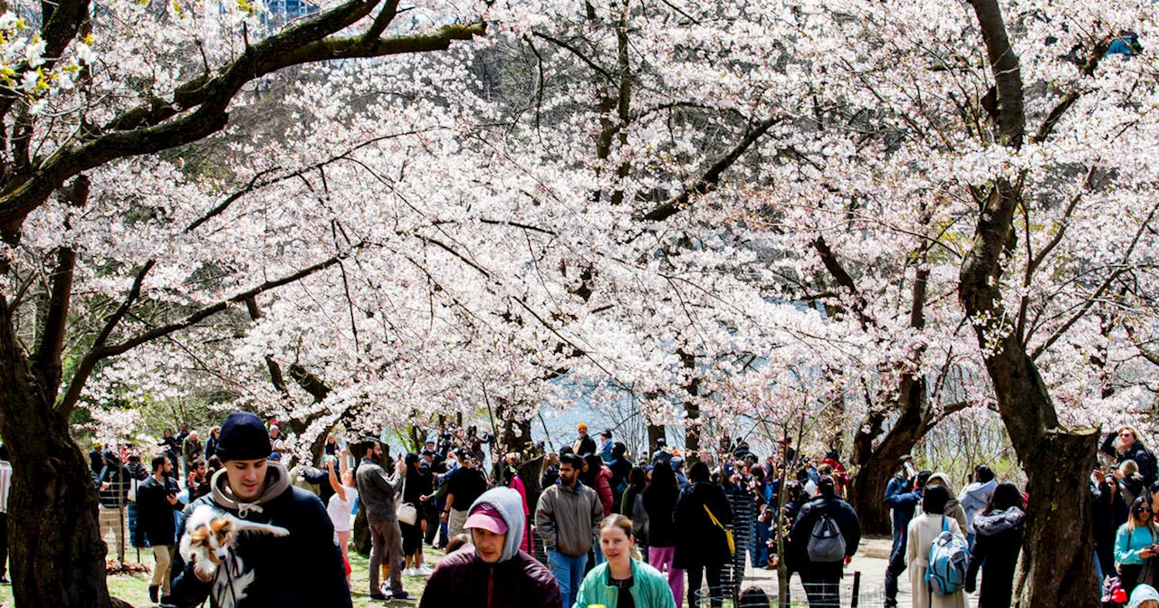 Breathtaking cherry blossoms draw massive crowds to High Park in Toronto