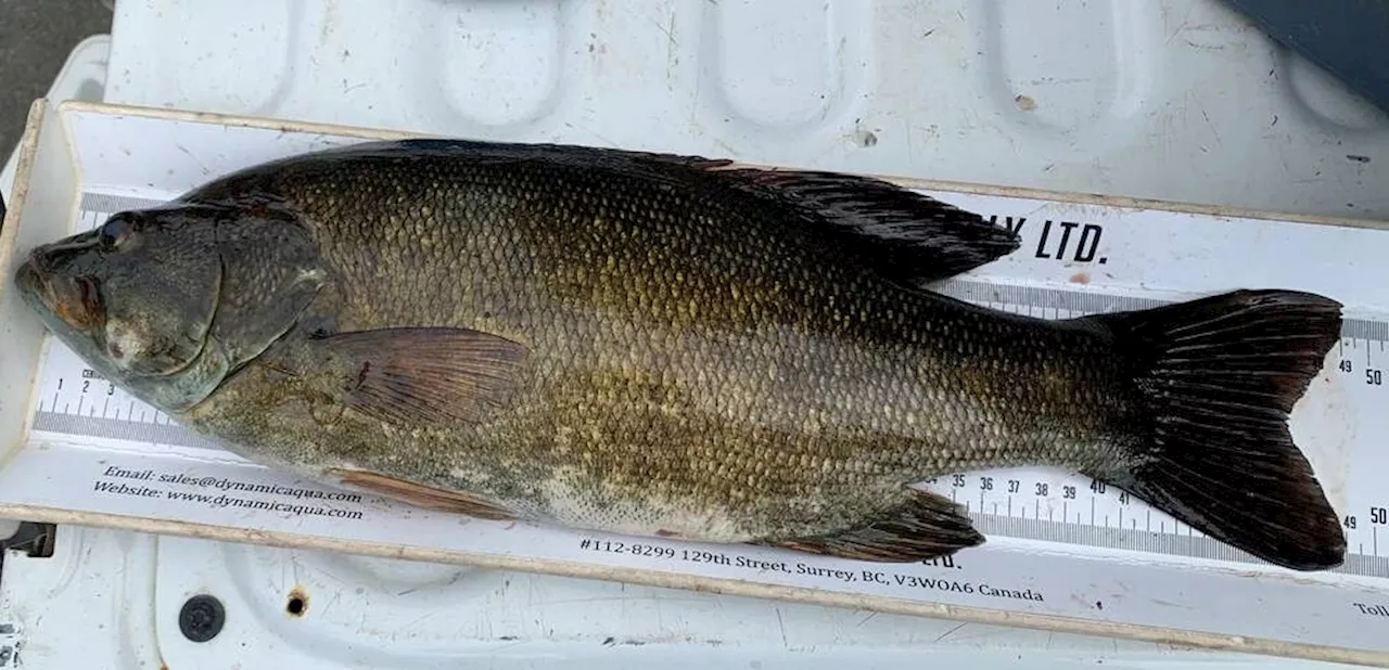 Anglers urged to fish out invasive bass from Campbell River lake