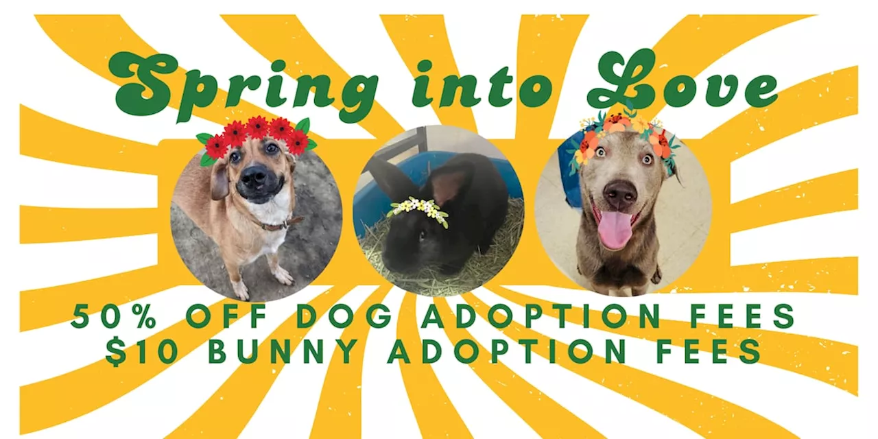 ‘Spring into Love’: Ashtabula County APL reduces April dog, bunny adoption fees