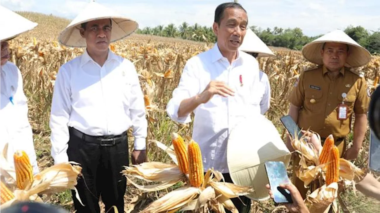 Jokowi Pamer Impor Jagung RI Kini Cuma 450.000-an Ton, Ingatkan Ini