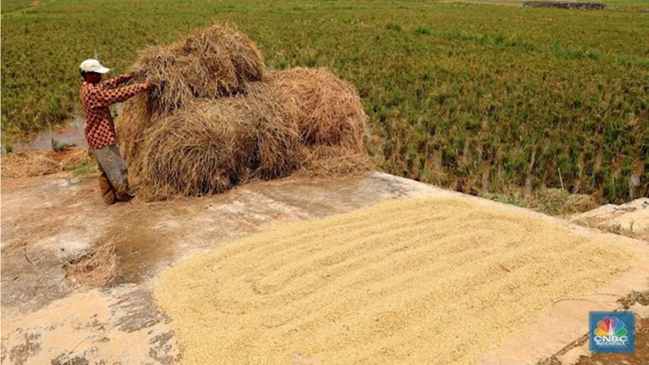 Pemerintah Jokowi Mau Ubah Harga Gabah, Petani Usul Naik Jadi Rp7.000