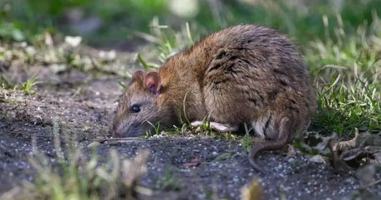 Keep rats out your garden with DIY deterrent that rodents 'cannot stand ...