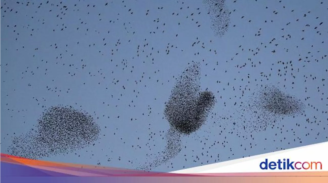 Terbang Berkelompok dalam Jarak Dekat Tapi Tak Tabrakan, Burung Ini Punya Radar?