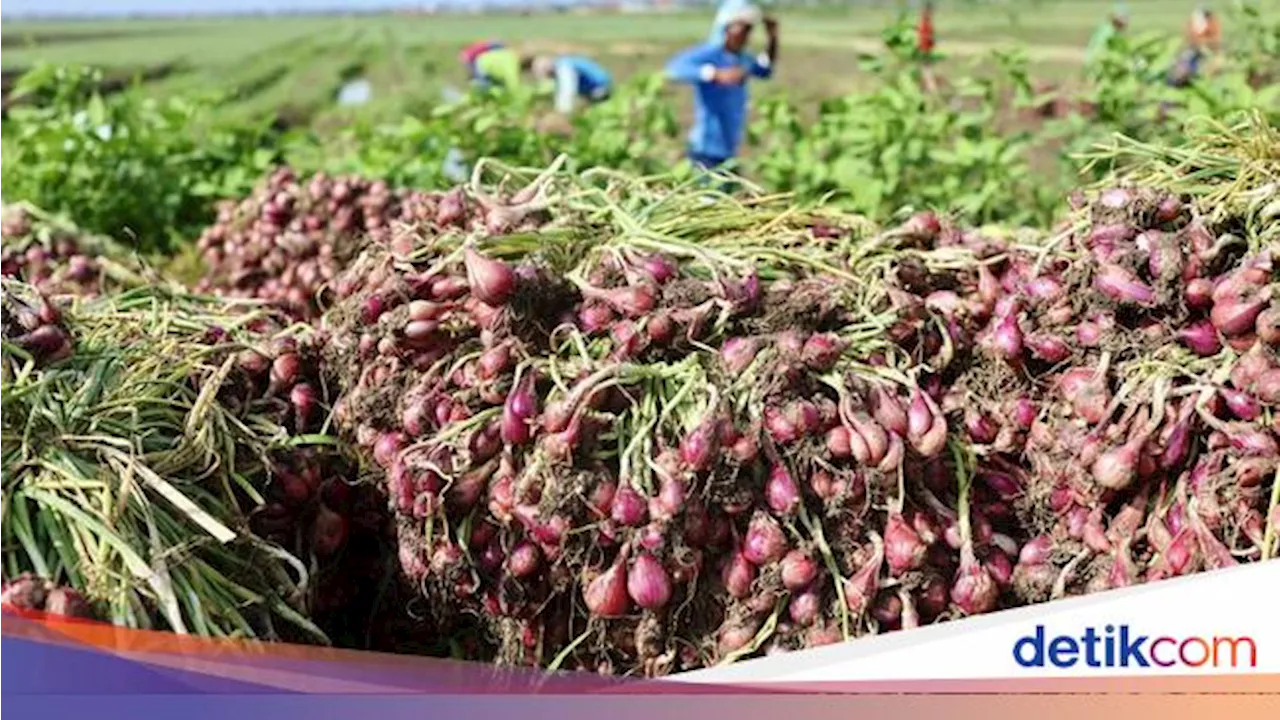 Gagal Panen Jadi Biang Kerok Bawang Merah Tembus Rp 80.000/Kg