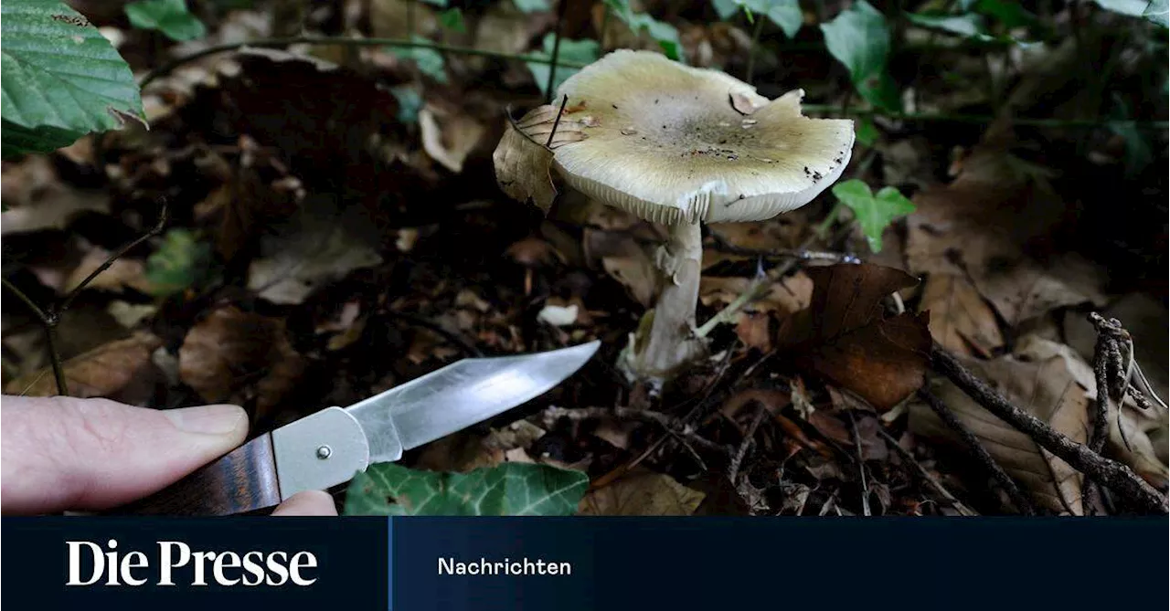 Tödliche Pilz-Mahlzeit: Gastgeberin muss in Australien vor Gericht