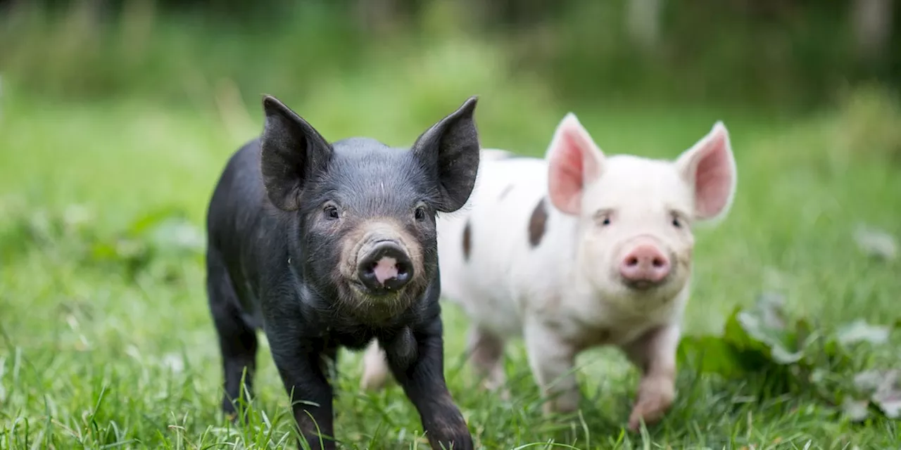 Herrenlose Schweine „Schnitzel“ und „Nugget“ finden neues Zuhause an der Nordsee