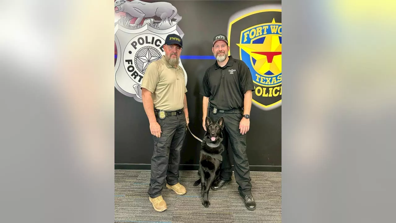 Fort Worth shelter dog becomes impressive police K-9 as he combats fentanyl crisis