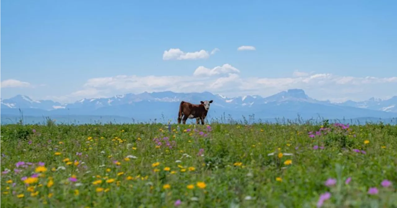 Nature Conservancy of Canada speaks about deal to protect southern Alberta ranch from development