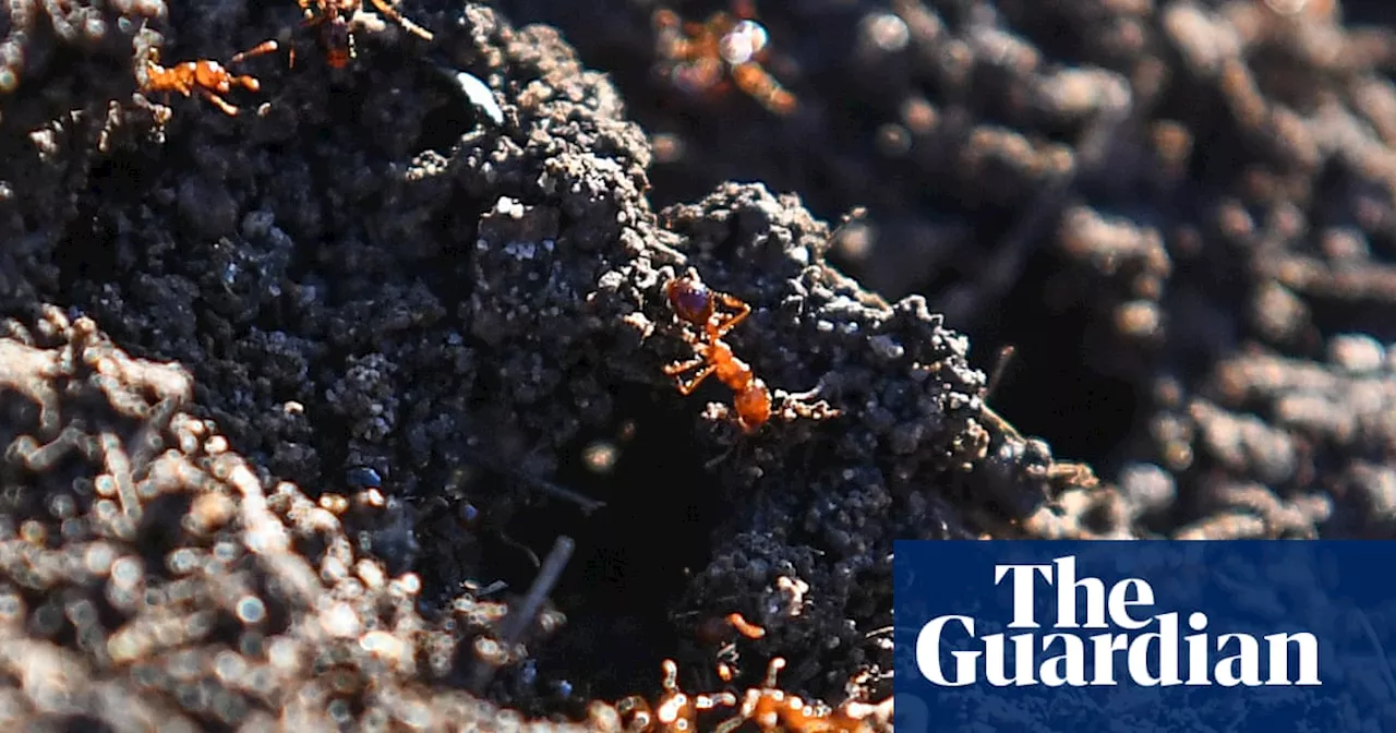 Experts say discovery of fire ants in Murray Darling Basin should be ‘ringing alarm bells’