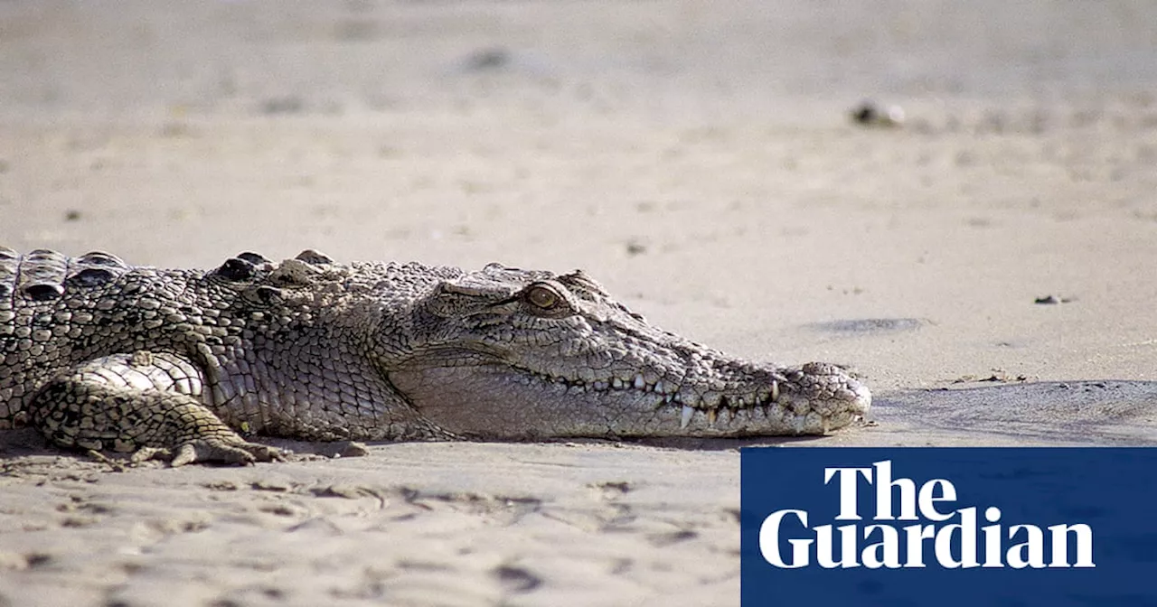 Wildlife officers euthanise crocodile after fatal attack on 16-year-old boy in Torres Strait